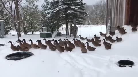 the first snow fell but not everyone is happy about it