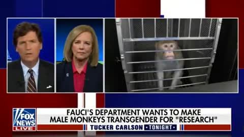 Tucker Carlson On: Fauci’s “Transgender Monkeys” Experiments