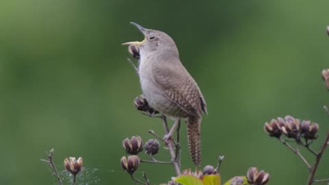 House Wren Song Video