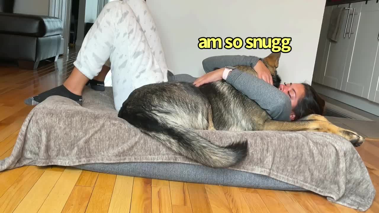 Funny Human Stealing Dogs Bed