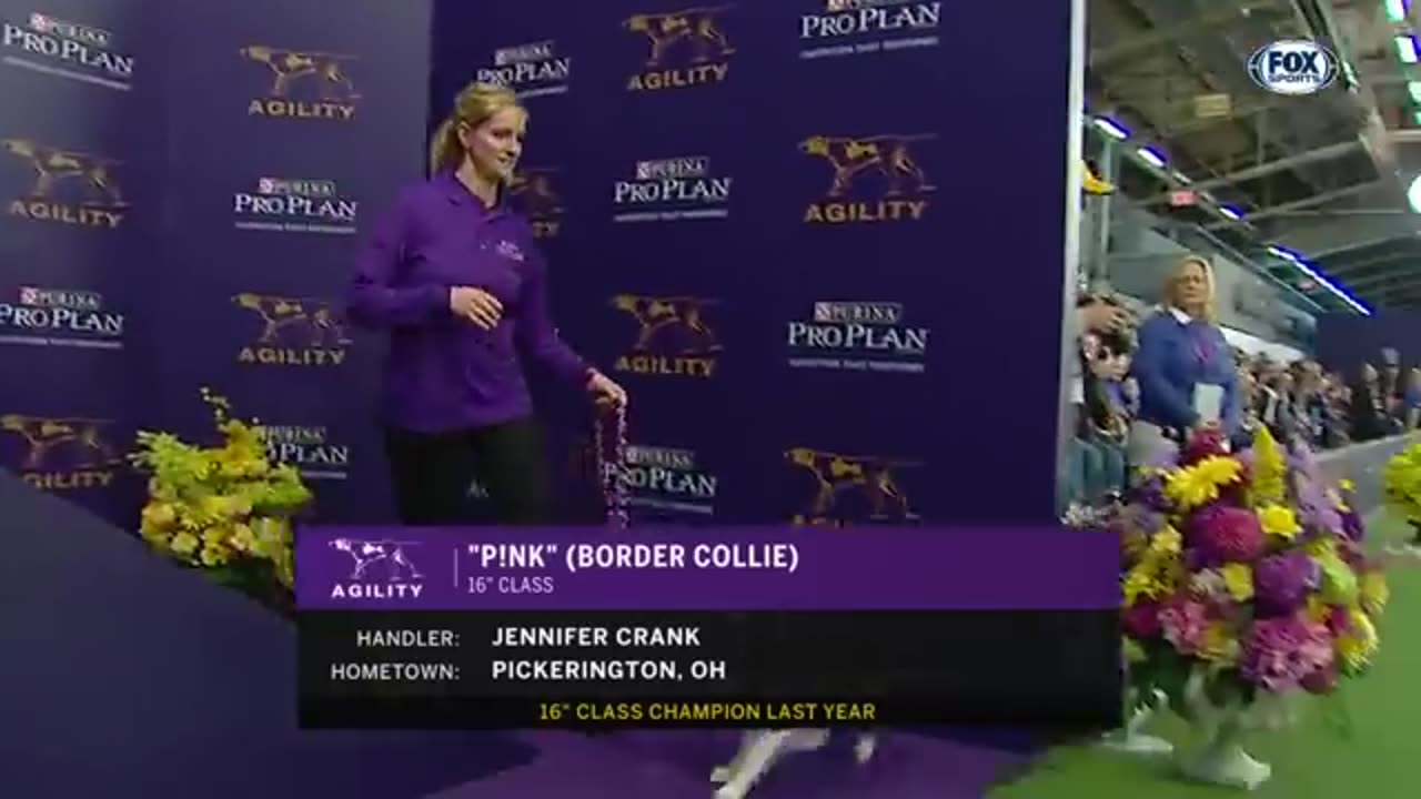 p!nk the border Collie wins back-to-back titles at the 2019 WIC masters Agility | FOX SPORTS