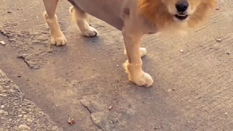 Dog conversation in lion | funny dog | funny dog clip