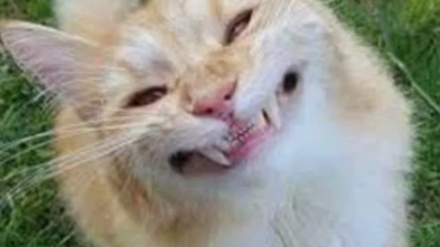 Short _Funny _cat_expresson_video