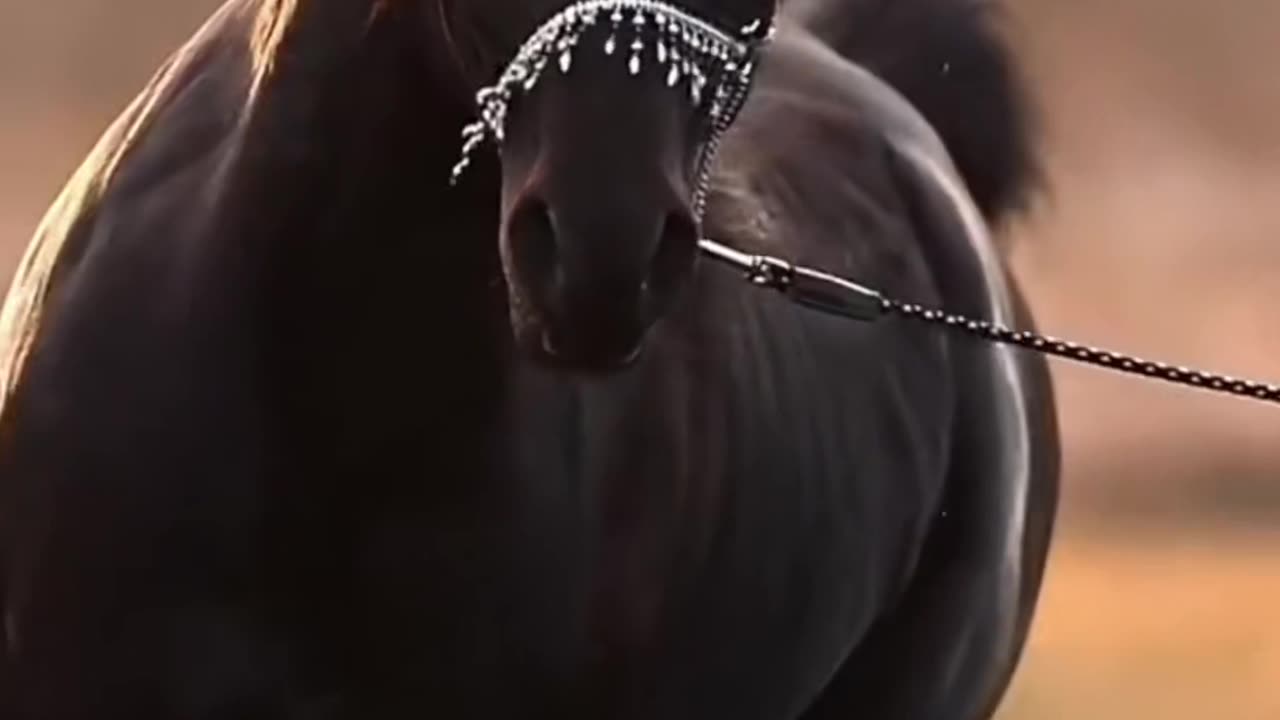 Horse beauty beatifull horses
