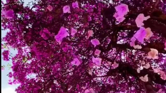Great Piano background for your good mood