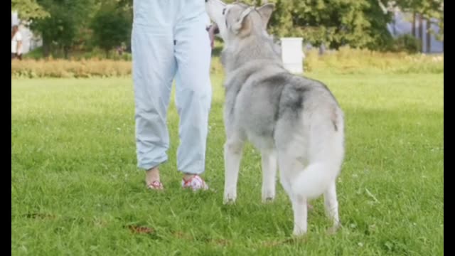 Playing with a Dog at the Park