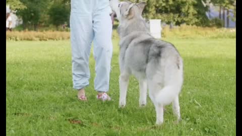 Playing with a Dog at the Park