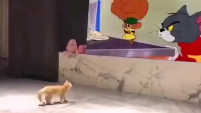 Tom & jerry reaction catπππ