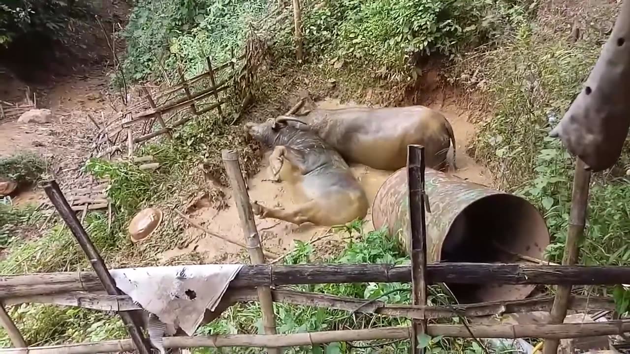 chọi trâu siêu kịch tính