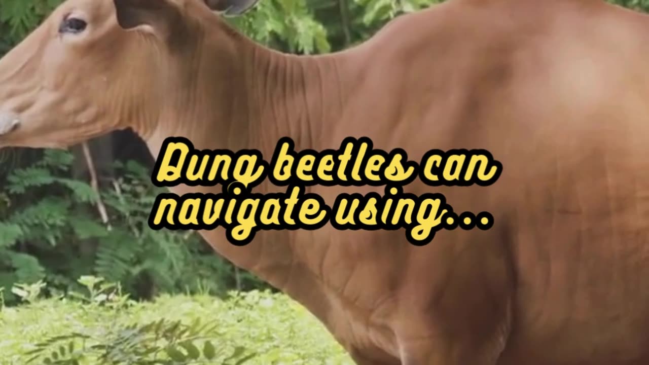 Animal Facts Dung Beetle Navigation #shorts