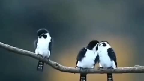 birds kissing an amazing love scene