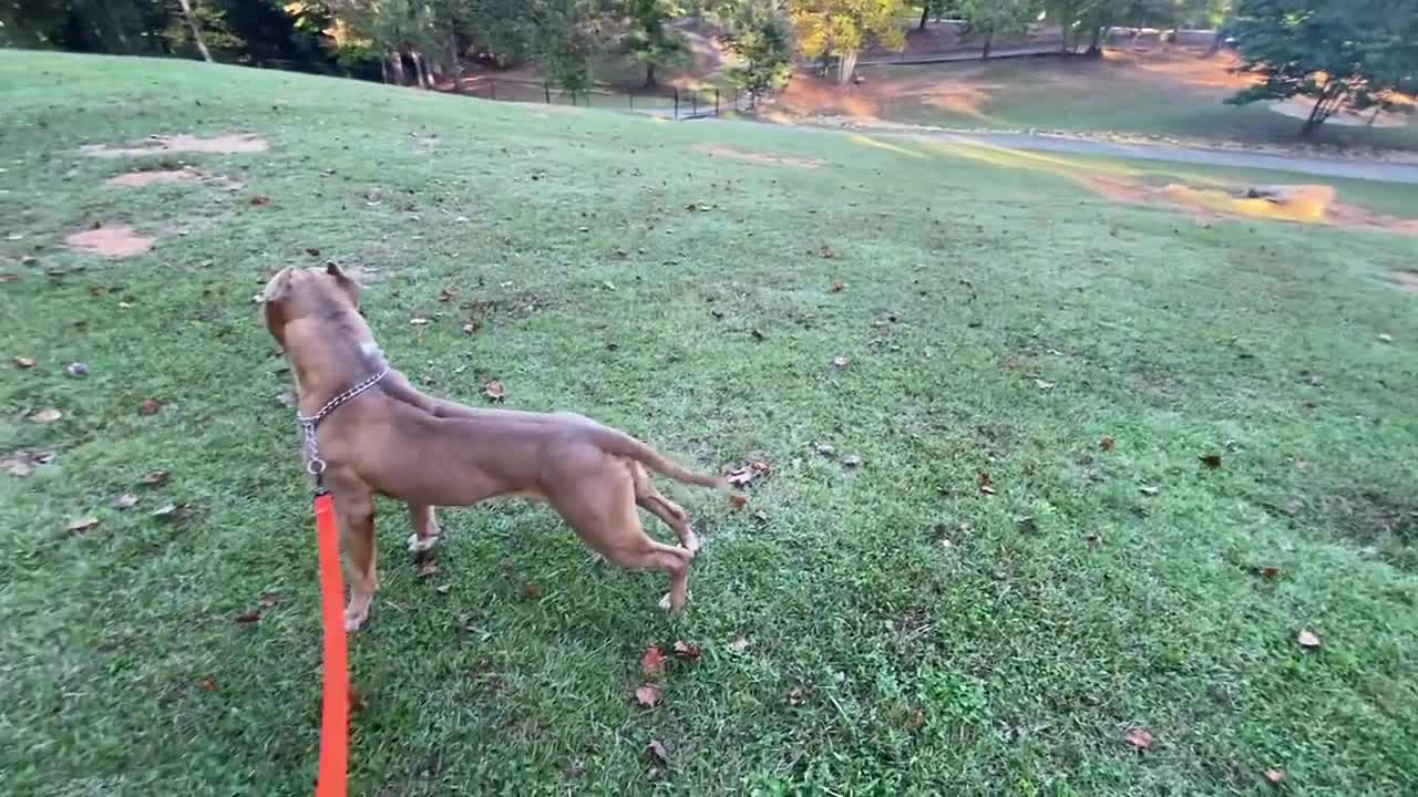 Doberman Attacks Pitbull on the first day.