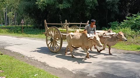 Village view of Assam