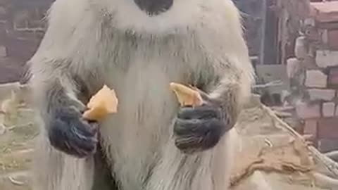 Monkey video