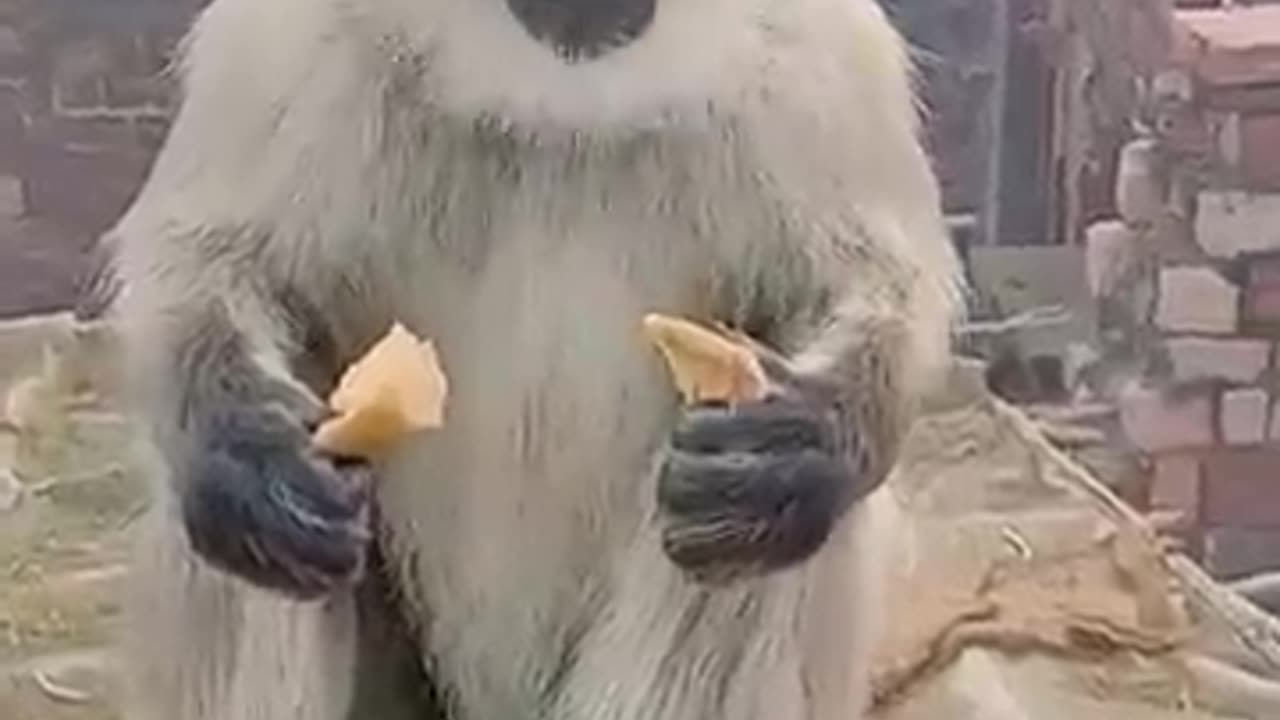 Monkey video