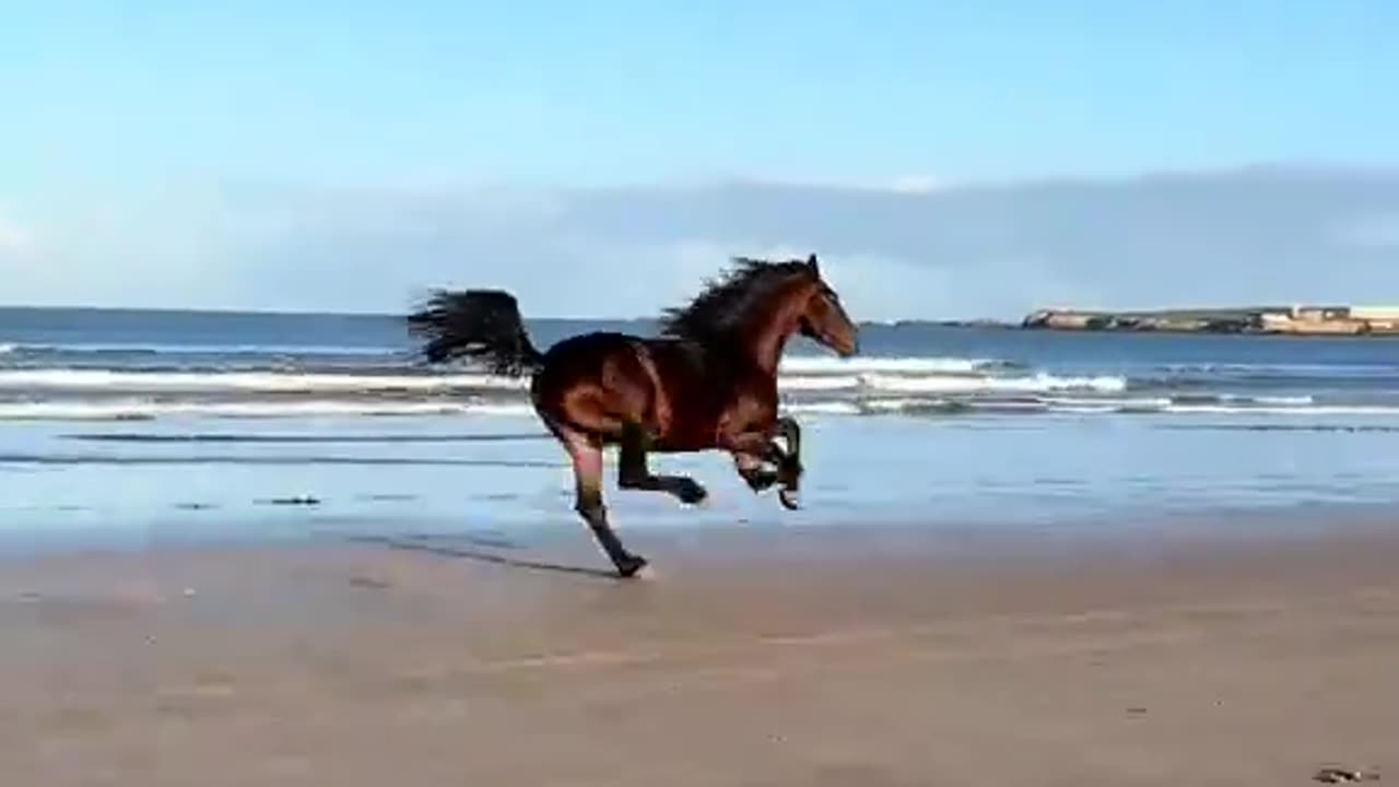 Something about seeing a horse running free makes me think of heaven.