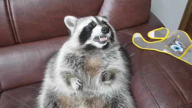 Raccoon sits on the couch and eats Shine Muscat.