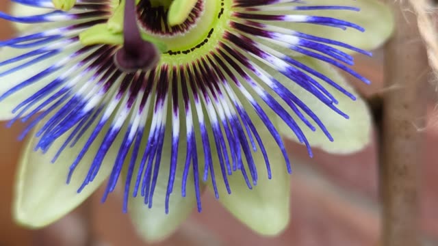 Passion flowers