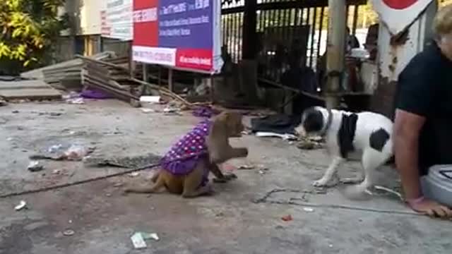 🐒🐒 VS 🐕🐕 Friendly fight