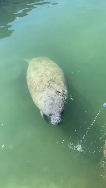 Manatee in the mood for bottled water