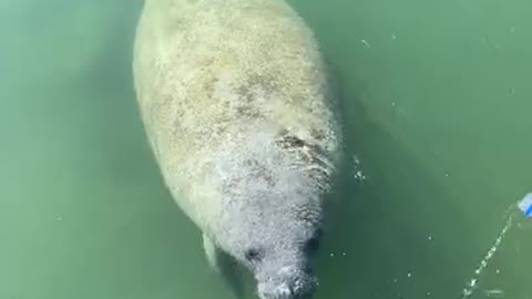 Manatee in the mood for bottled water