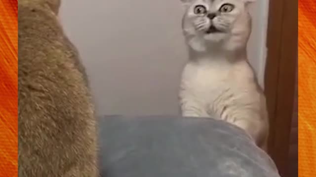 Pet Funny #pet #petfunny #foryou #wee #pets #funnyvideos #petsoftiktok #petlover