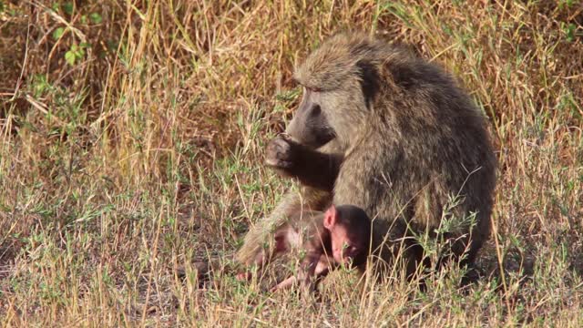 A Sweet mother baboon nurses her baby on the Africa safari