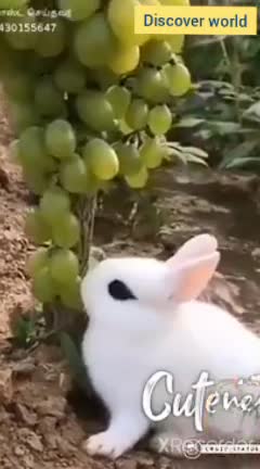 Cute animal awesome beautiful