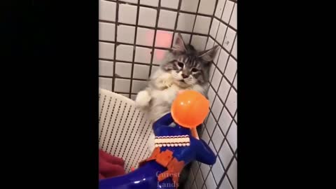 Pets Funny Reactions - Pets Playing with their Owner