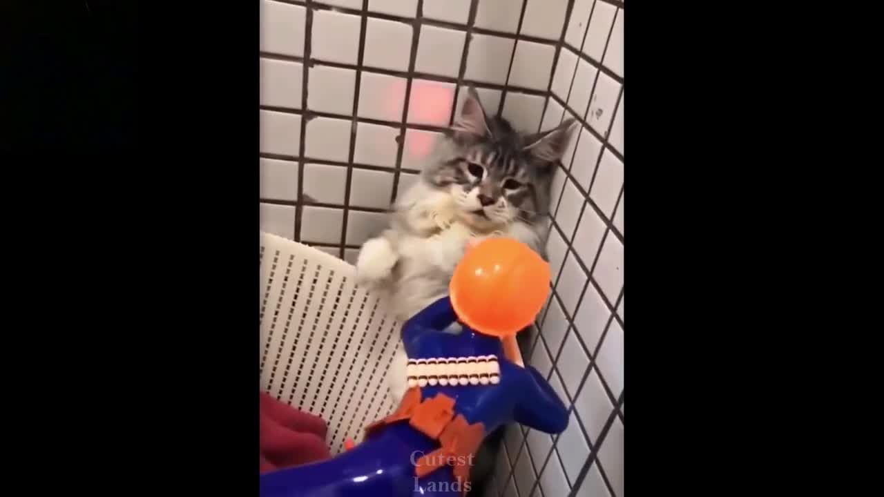 Pets Funny Reactions - Pets Playing with their Owner
