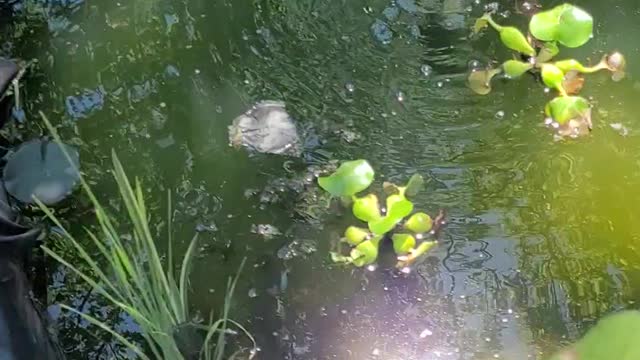 Plants for the pond