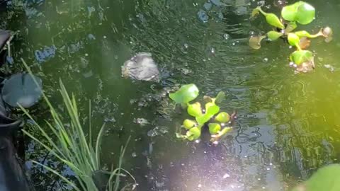 Plants for the pond