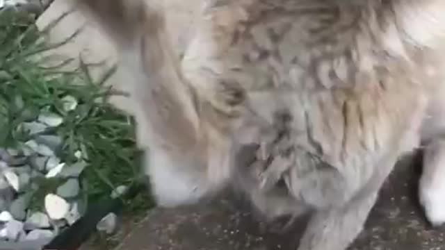 High five goes wrong
