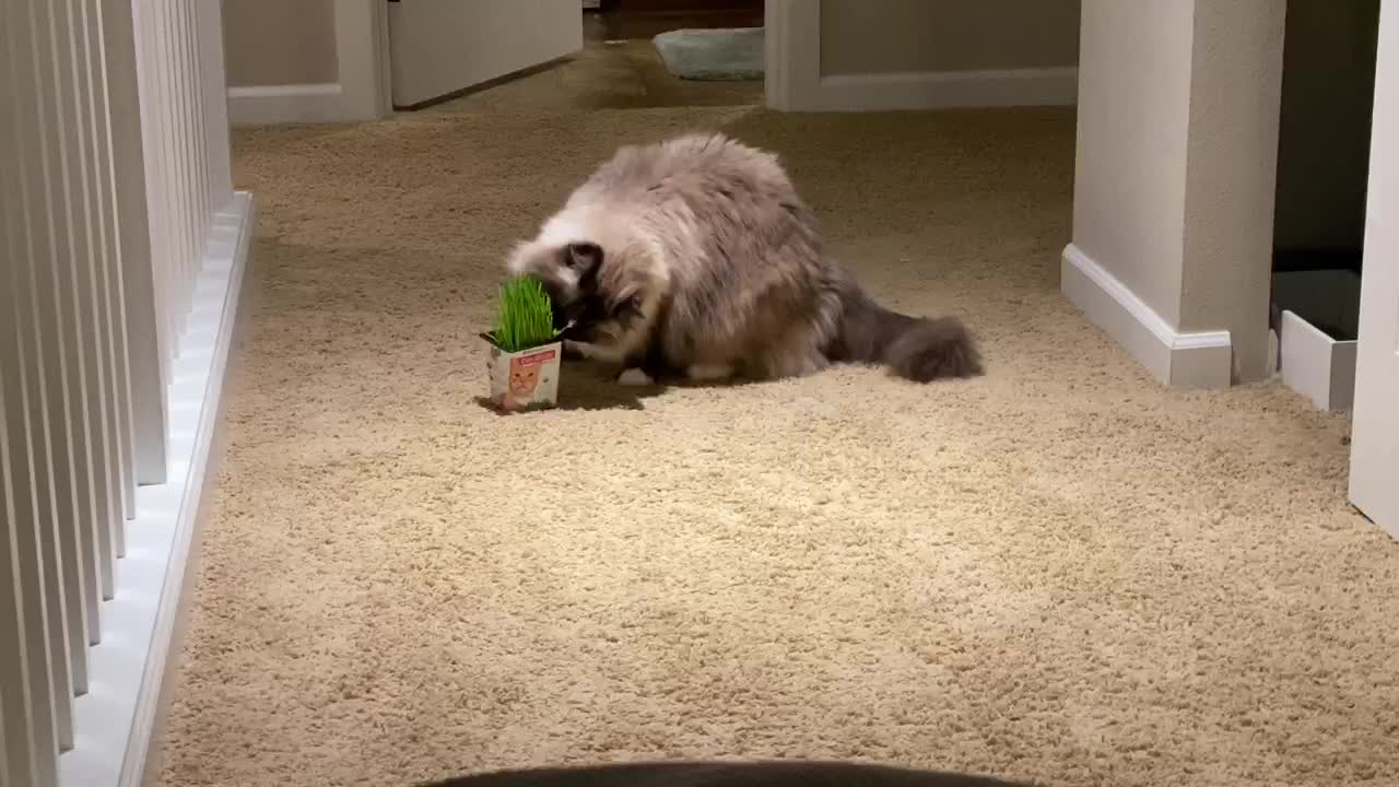 Cat doesn’t want to share his pet grass