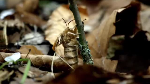 bee