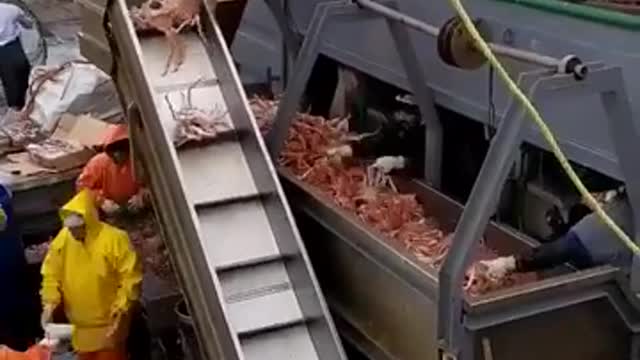 Fisherman catches big crabs in the middle of the sea