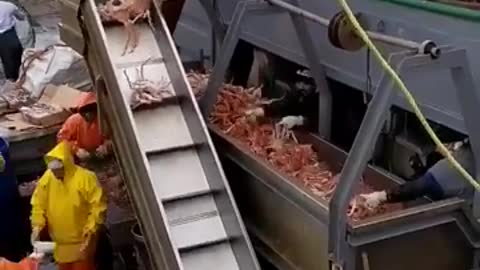 Fisherman catches big crabs in the middle of the sea