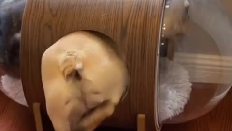 This dog enters the cat's little house and falls asleep and you see what he does next