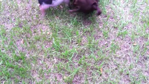 Mini pig games