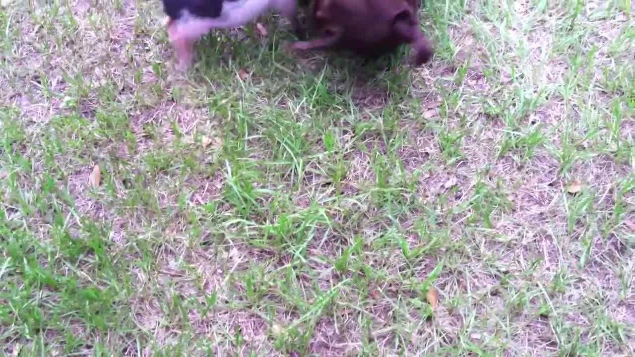 Mini pig games