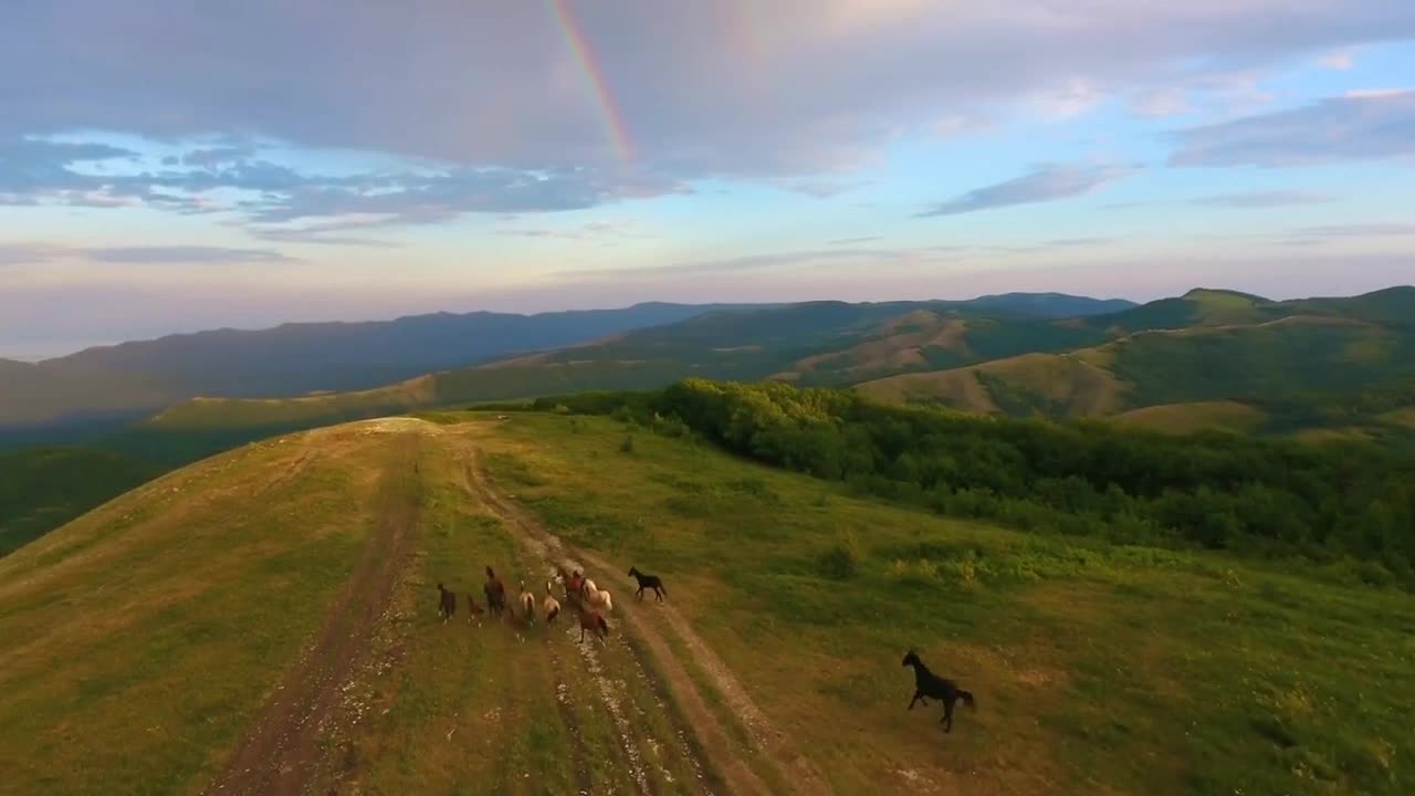 Aerial motion pictorial hilly landscape and herd of wild horses