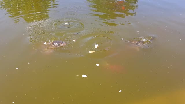 Fish feeding in the pond