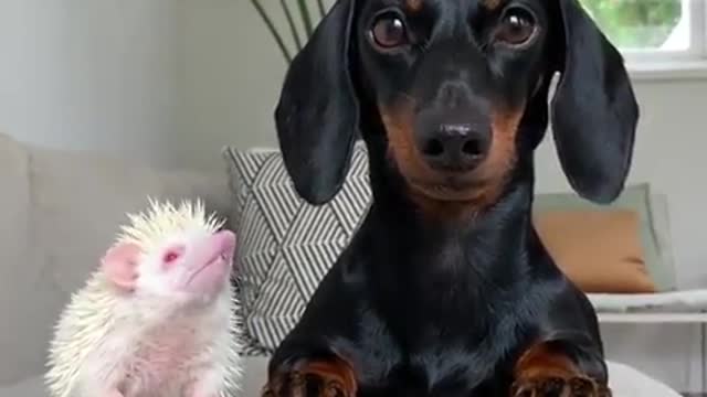 DACHSHUND & PORCUPINE