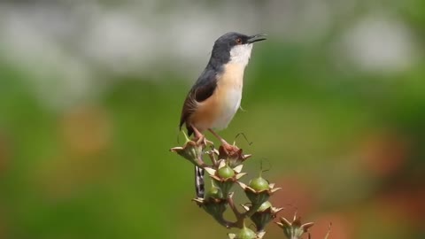 bird playing