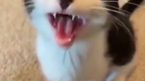 cat trying to sing along to the song