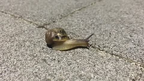 Saying hello to a snail I met on the road