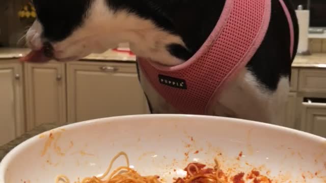 Dog eating spaghetti