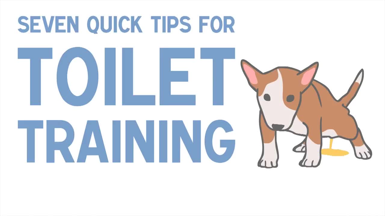 7 Quick Tips for TOILET TRAINING a Puppy!! or Dog