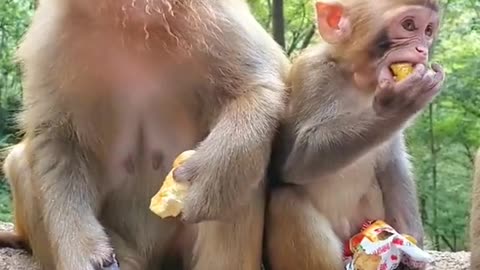 Two monkeys are eating oranges