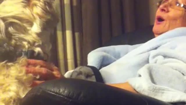 Pug Poodle sings with grandma